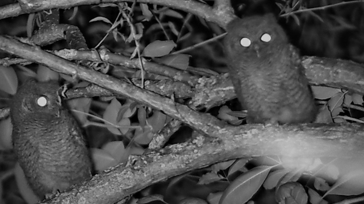 Eastern Screech-Owl - Jared Soergel & Courtney Bills