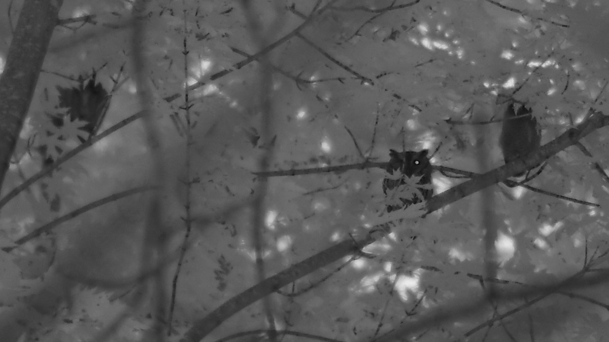 Eastern Screech-Owl - Jared Soergel & Courtney Bills