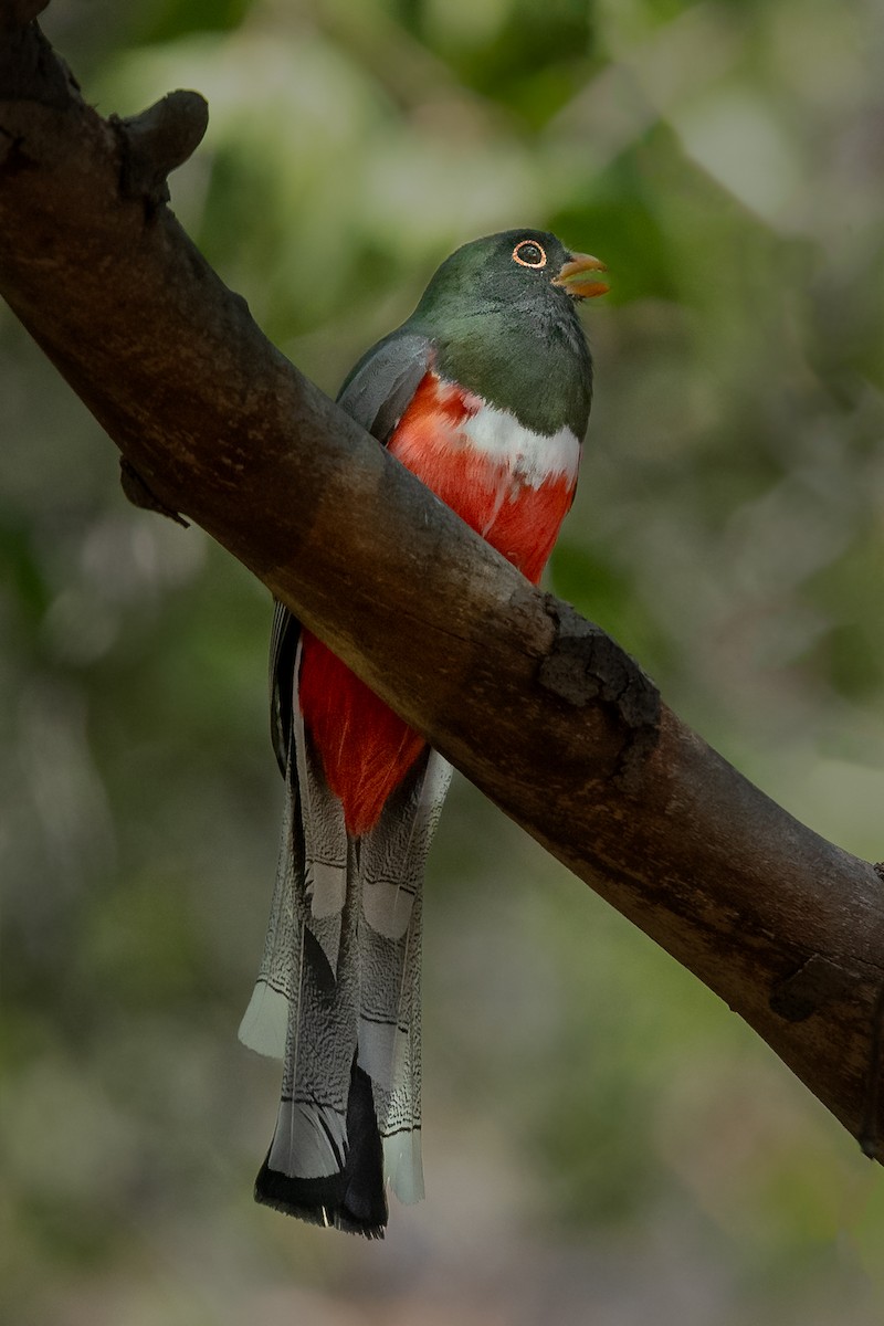 Elegant Trogon - Teresa Kopec