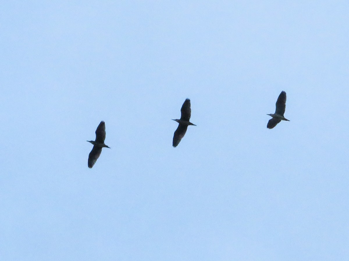 Black-crowned Night Heron - Cauã Menezes