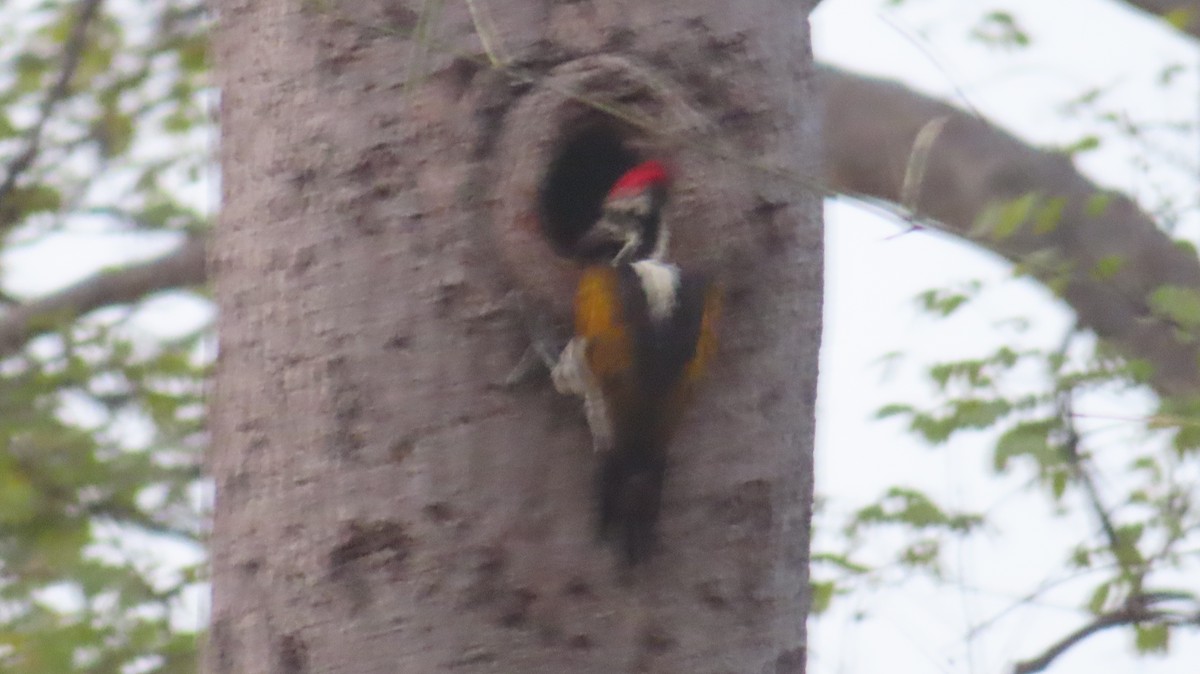 White-naped Woodpecker - ML619280788