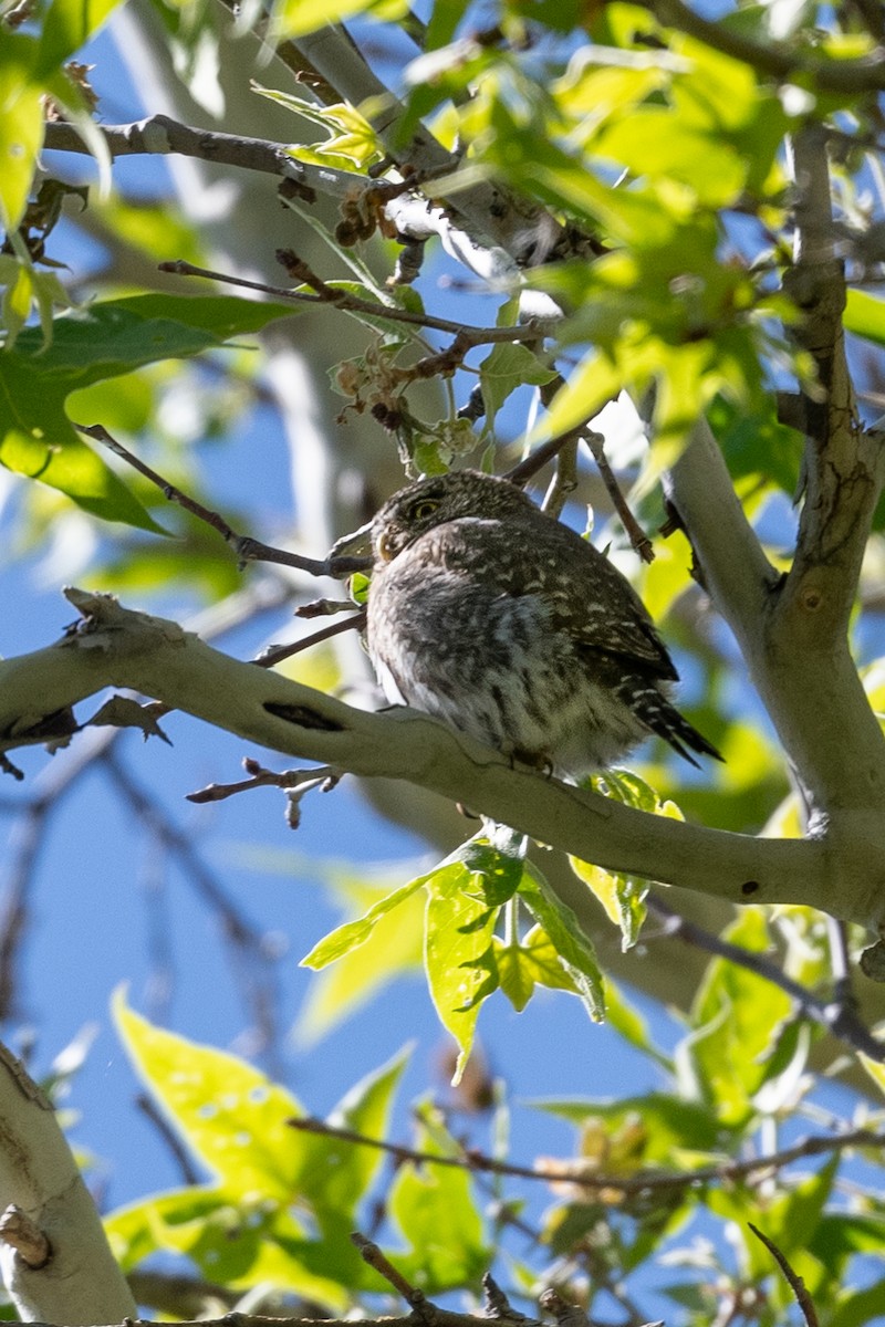 Northern Pygmy-Owl - Teresa Kopec