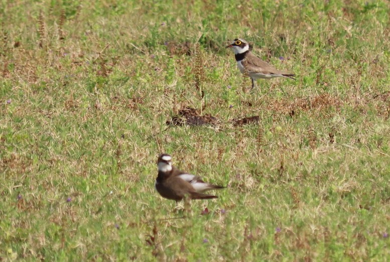 Little Ringed Plover - Chitra Ingole
