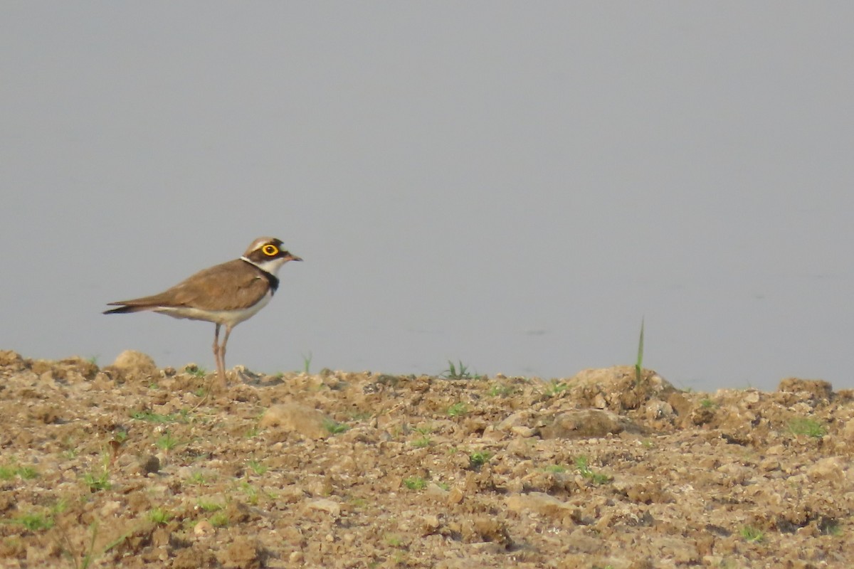 Little Ringed Plover - ML619280803