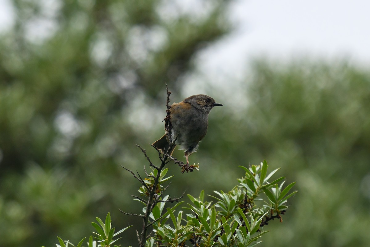 Dunnock - Artur Przybylo