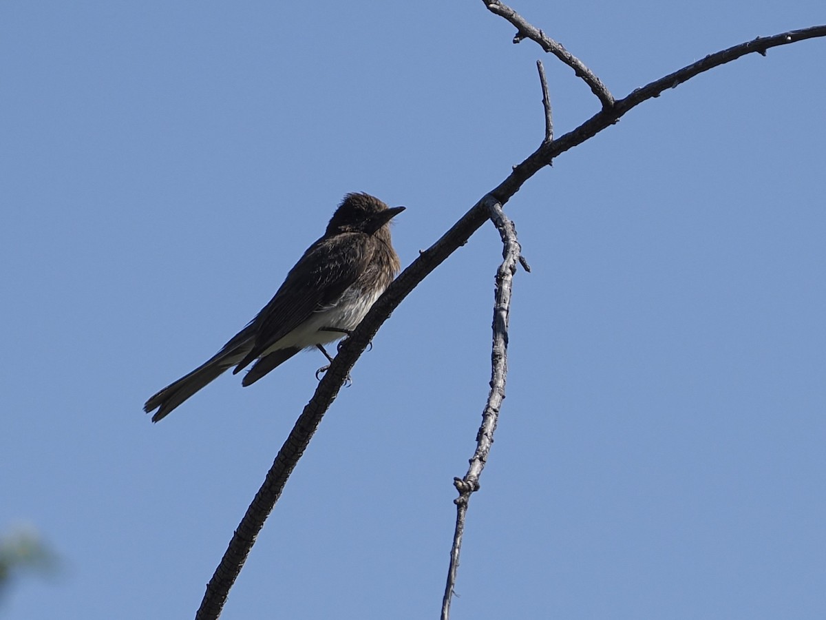 Black Phoebe - ML619280816