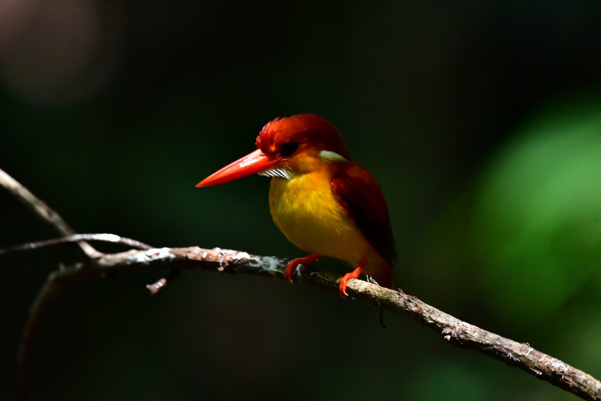 Rufous-backed Dwarf-Kingfisher - ML619280826