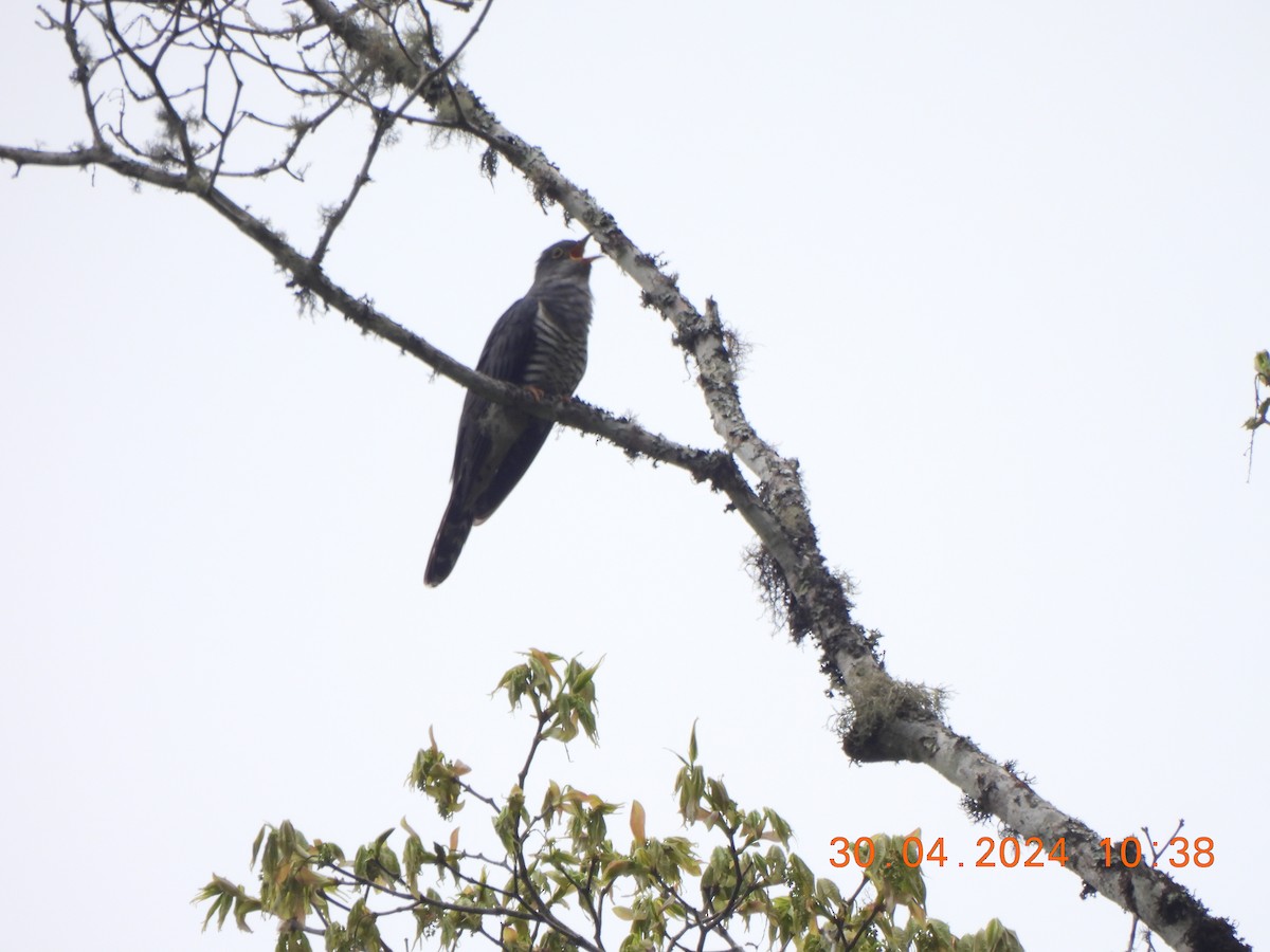 Lesser Cuckoo - Muralidharan S