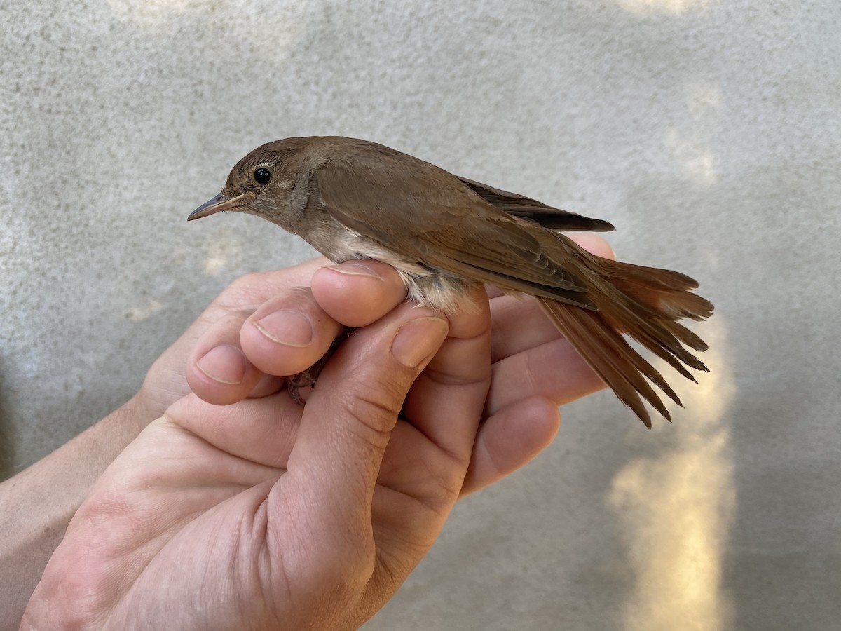 Common Nightingale (megarhynchos/africana) - Lucas Corneliussen