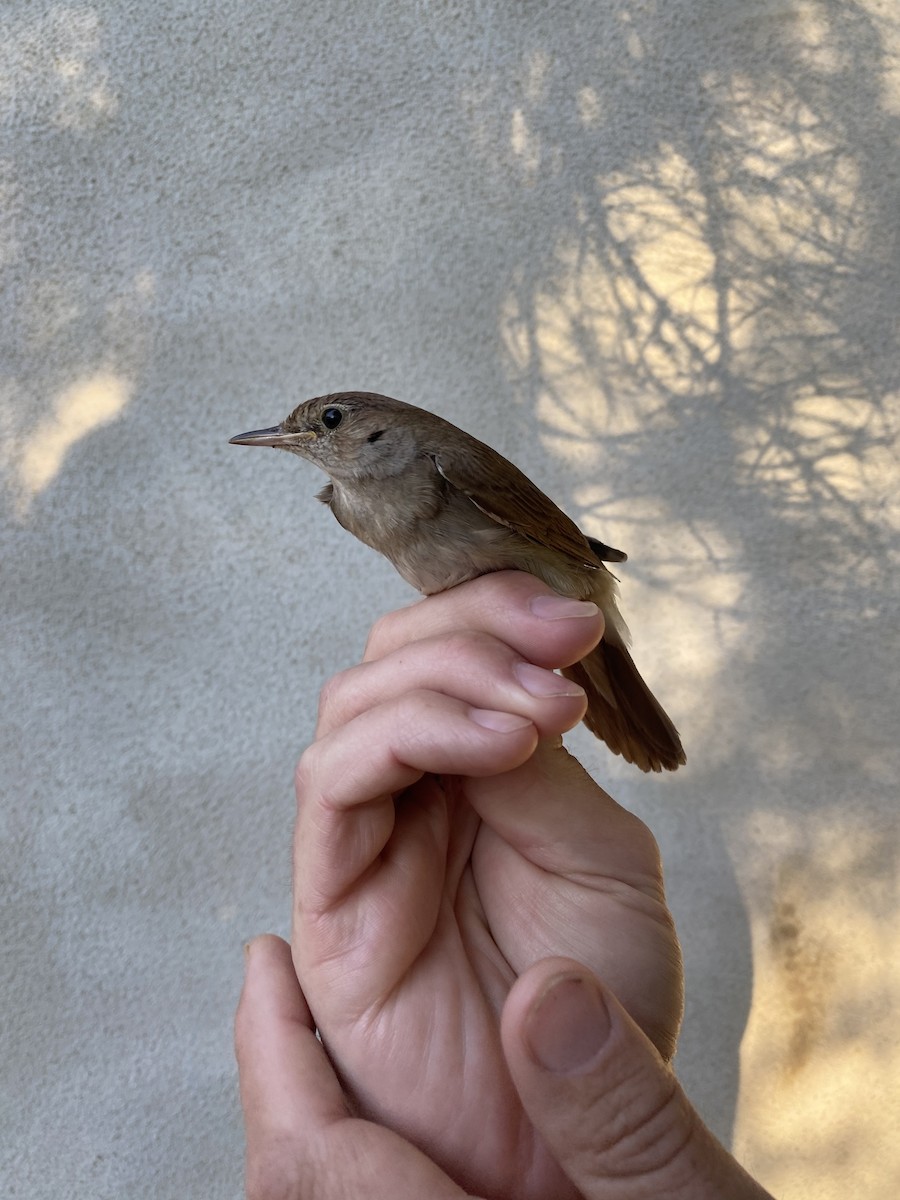 Common Nightingale (megarhynchos/africana) - Lucas Corneliussen