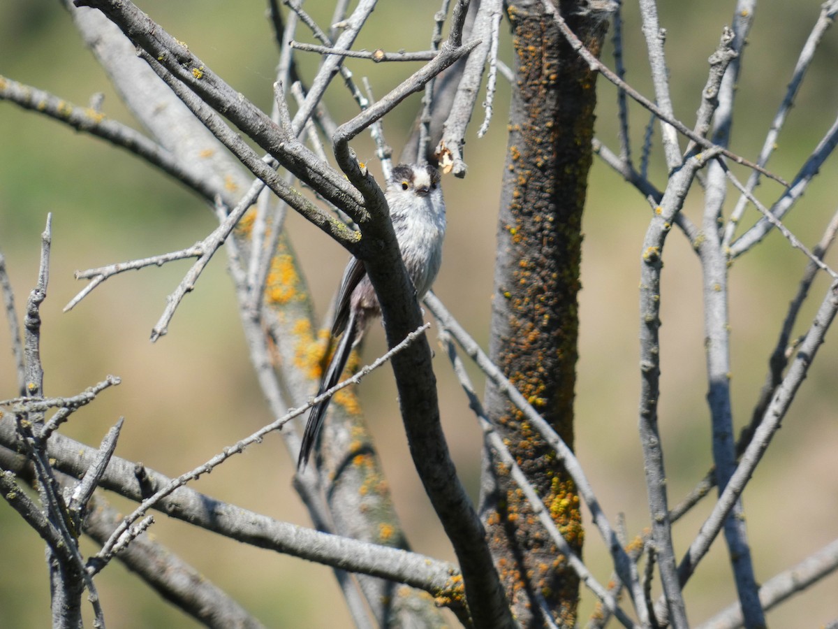 Long-tailed Tit - ML619280841