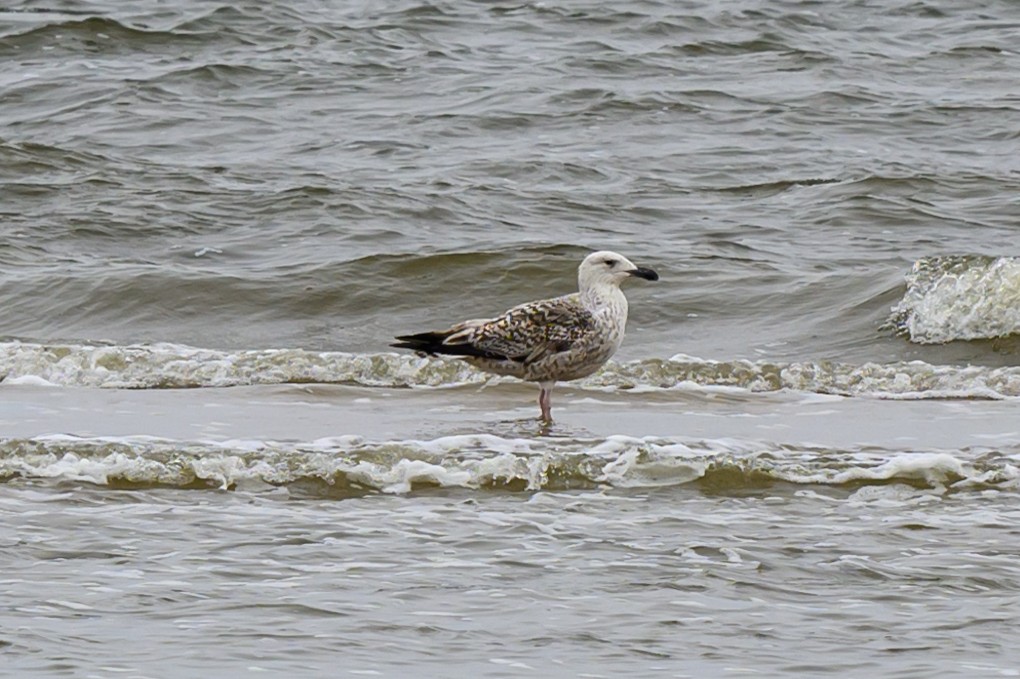 Great Black-backed Gull - Artur Przybylo