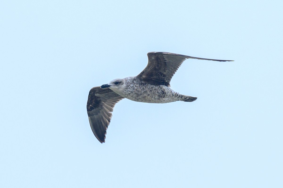 Great Black-backed Gull - Artur Przybylo