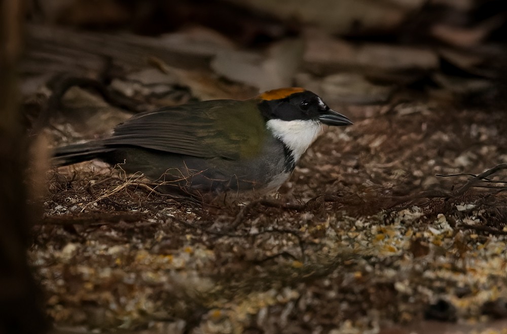 Chestnut-capped Brushfinch - Lars Petersson | My World of Bird Photography
