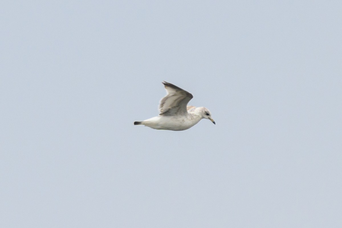 Common Gull - Artur Przybylo