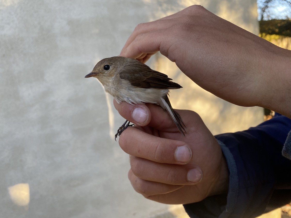 Red-breasted Flycatcher - Lucas Corneliussen