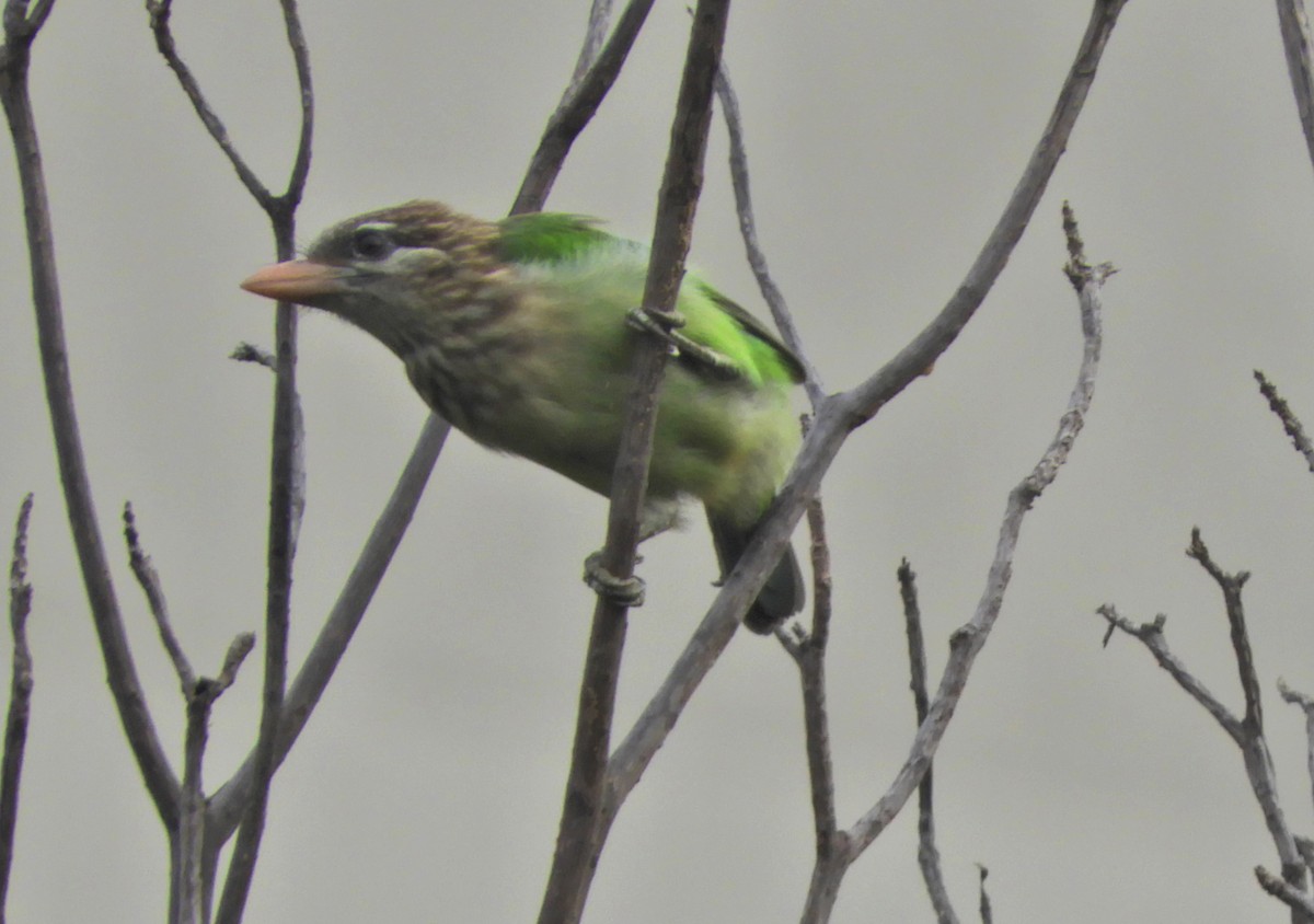 White-cheeked Barbet - Manju Sinha