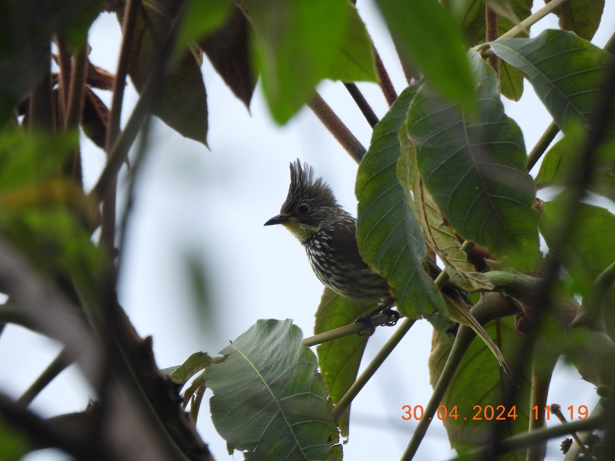 Striated Bulbul - ML619280878