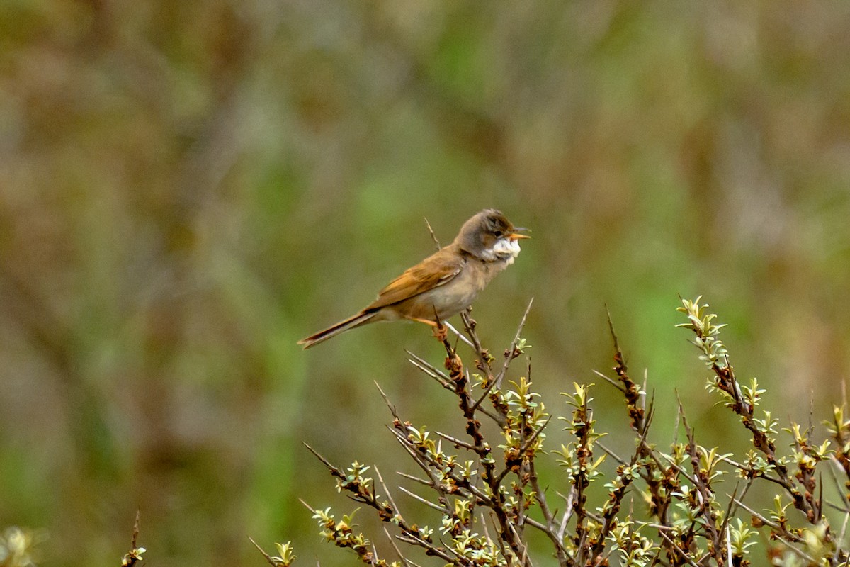 Greater Whitethroat - Artur Przybylo
