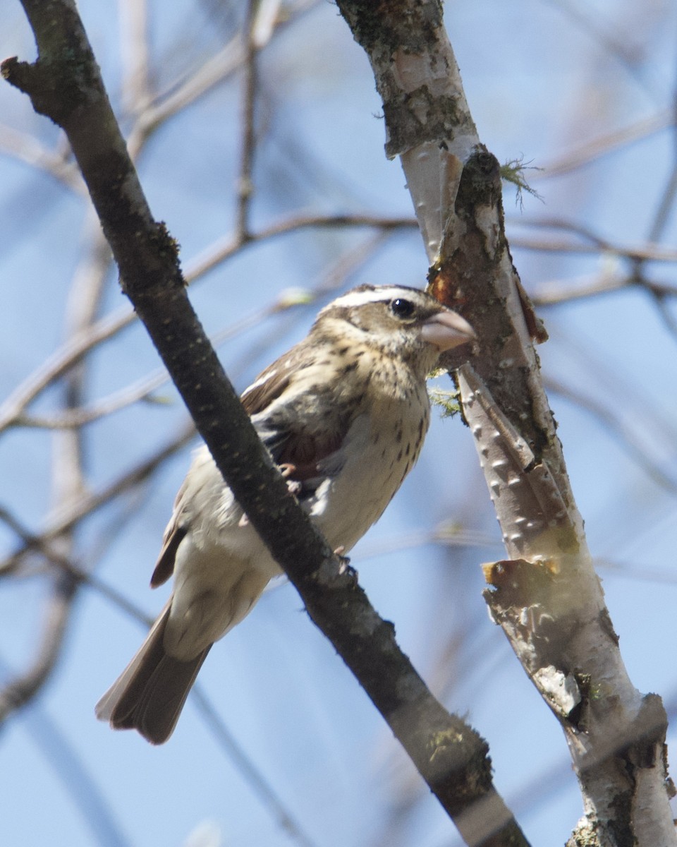 Rose-breasted Grosbeak - Larry Waddell