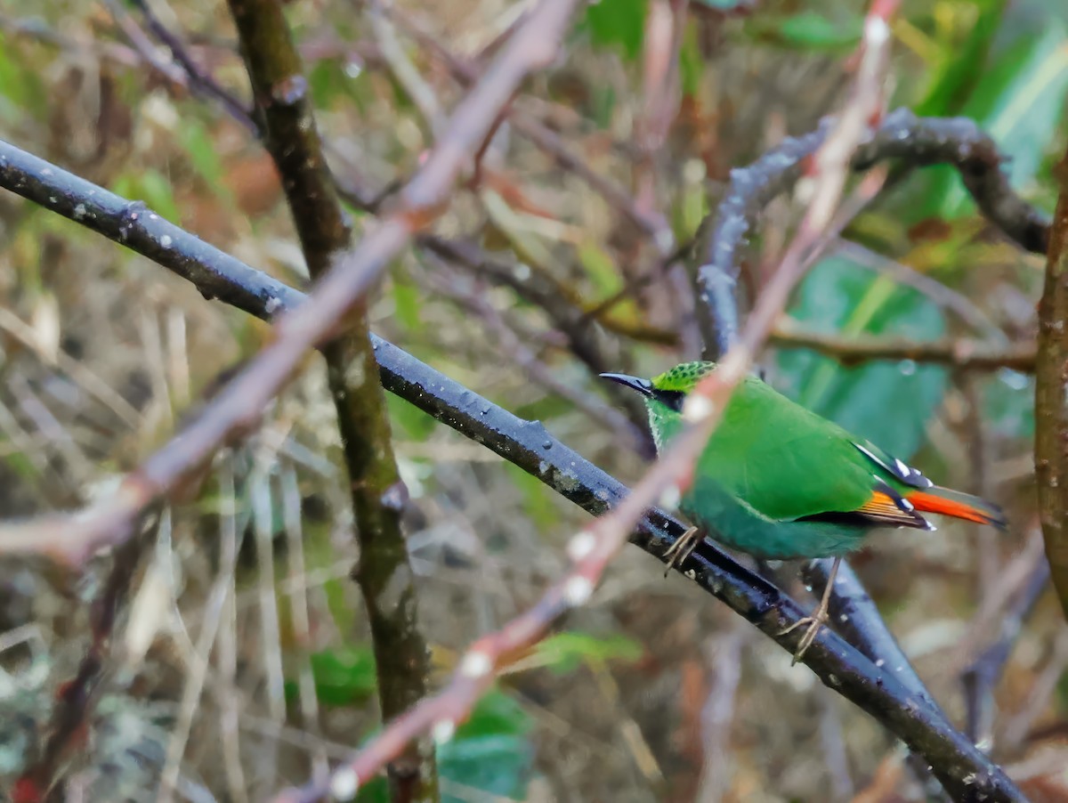 Fire-tailed Myzornis - Peter Crosson