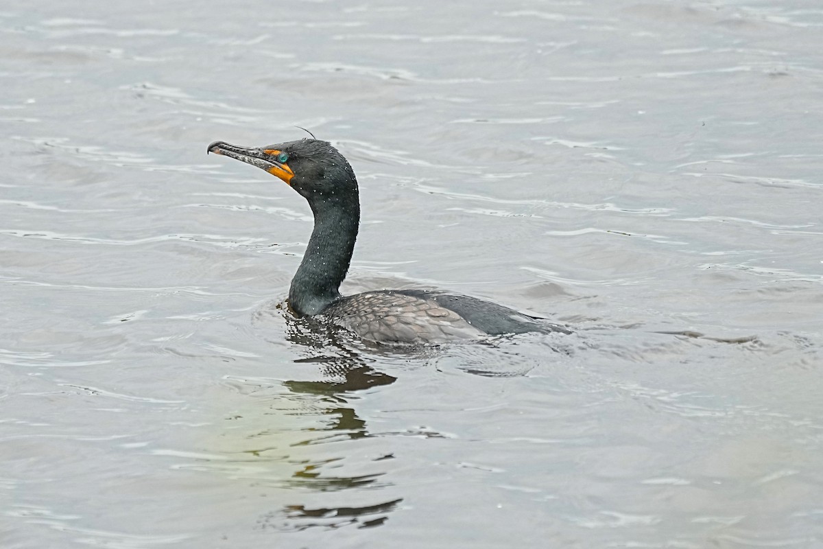 Double-crested Cormorant - ML619280893