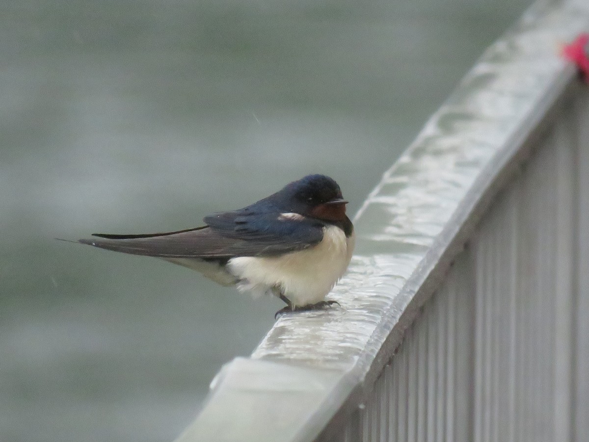 Barn Swallow (White-bellied) - Eric Cormier