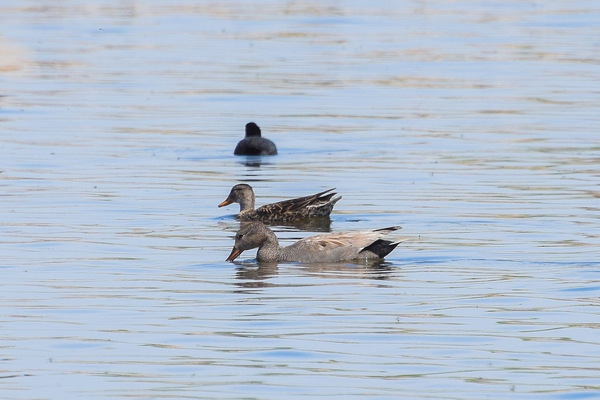 Gadwall - Valentina Mezhetskaia