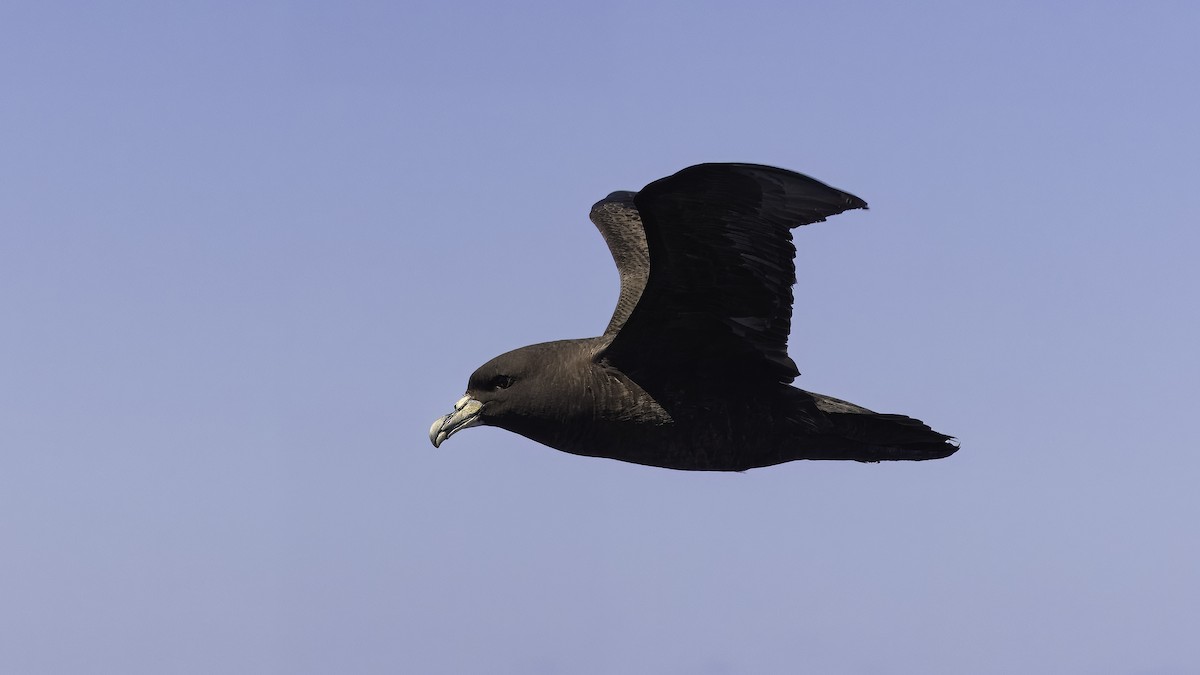 White-chinned Petrel - Markus Craig