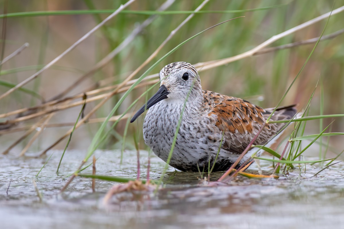 Dunlin - ML619280908