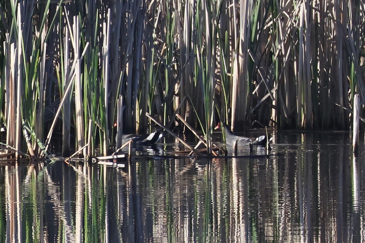 Common Gallinule - ML619280926