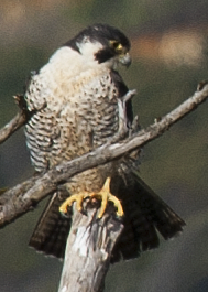 Peregrine Falcon - johnny powell