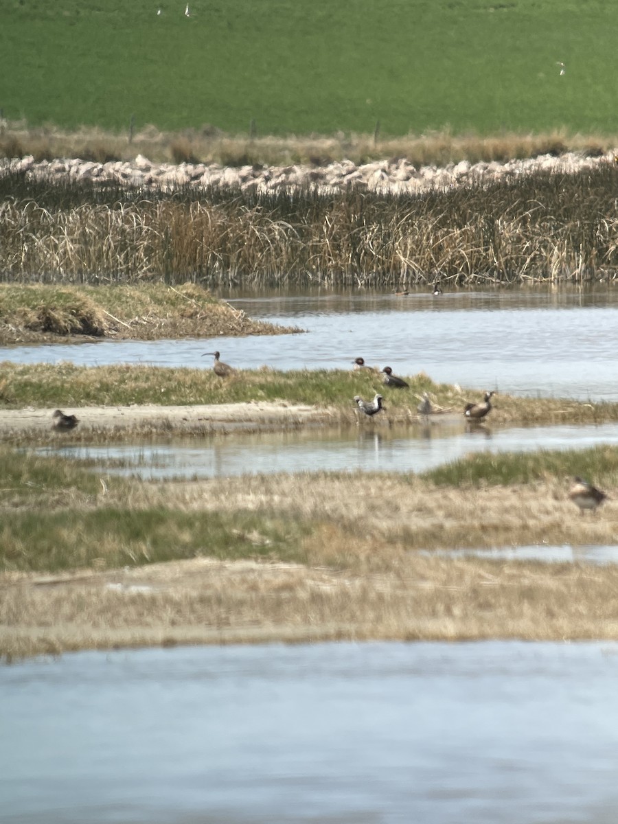 Whimbrel - Donald Jones