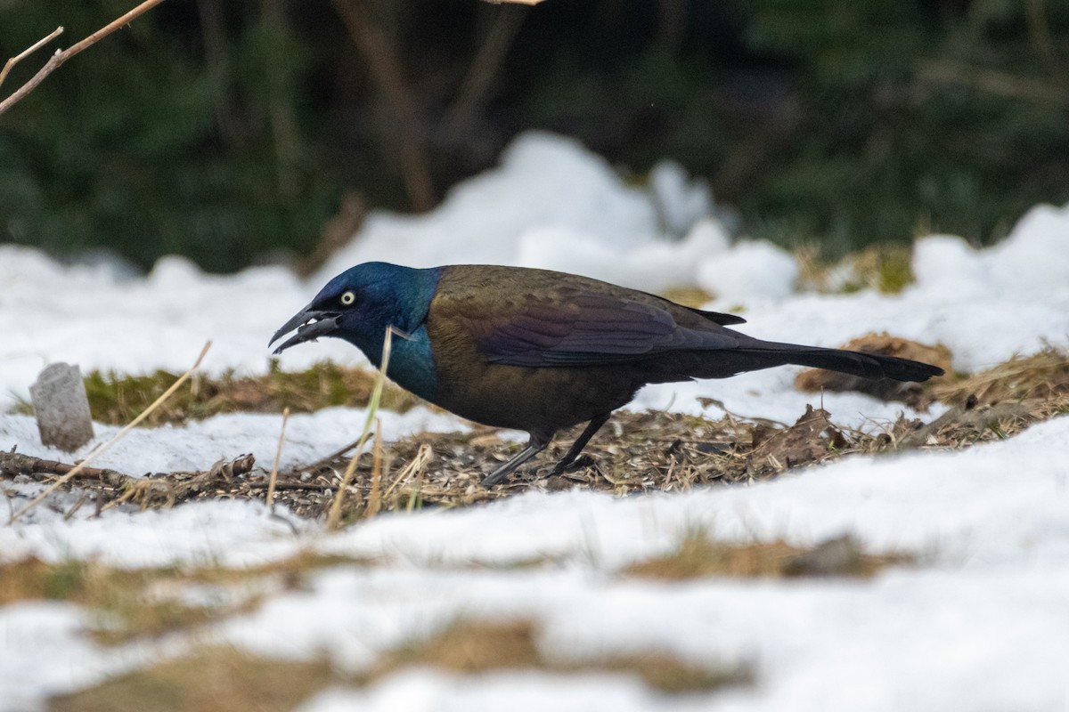 Common Grackle (Bronzed) - Richard Littauer