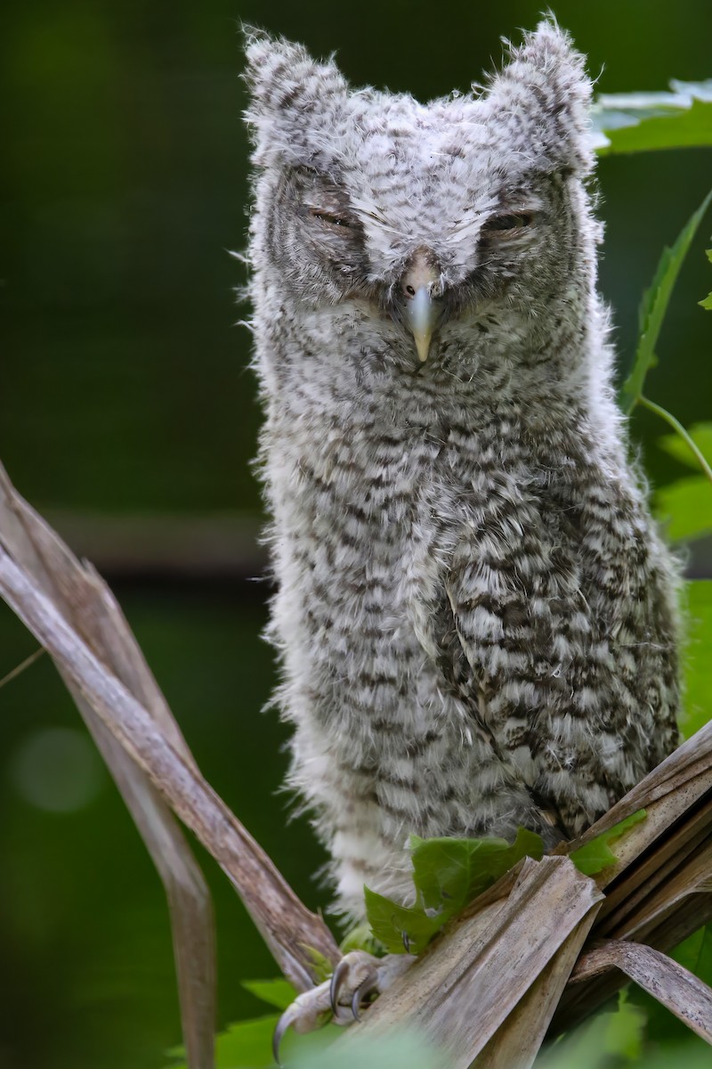 Eastern Screech-Owl - Jared Soergel & Courtney Bills