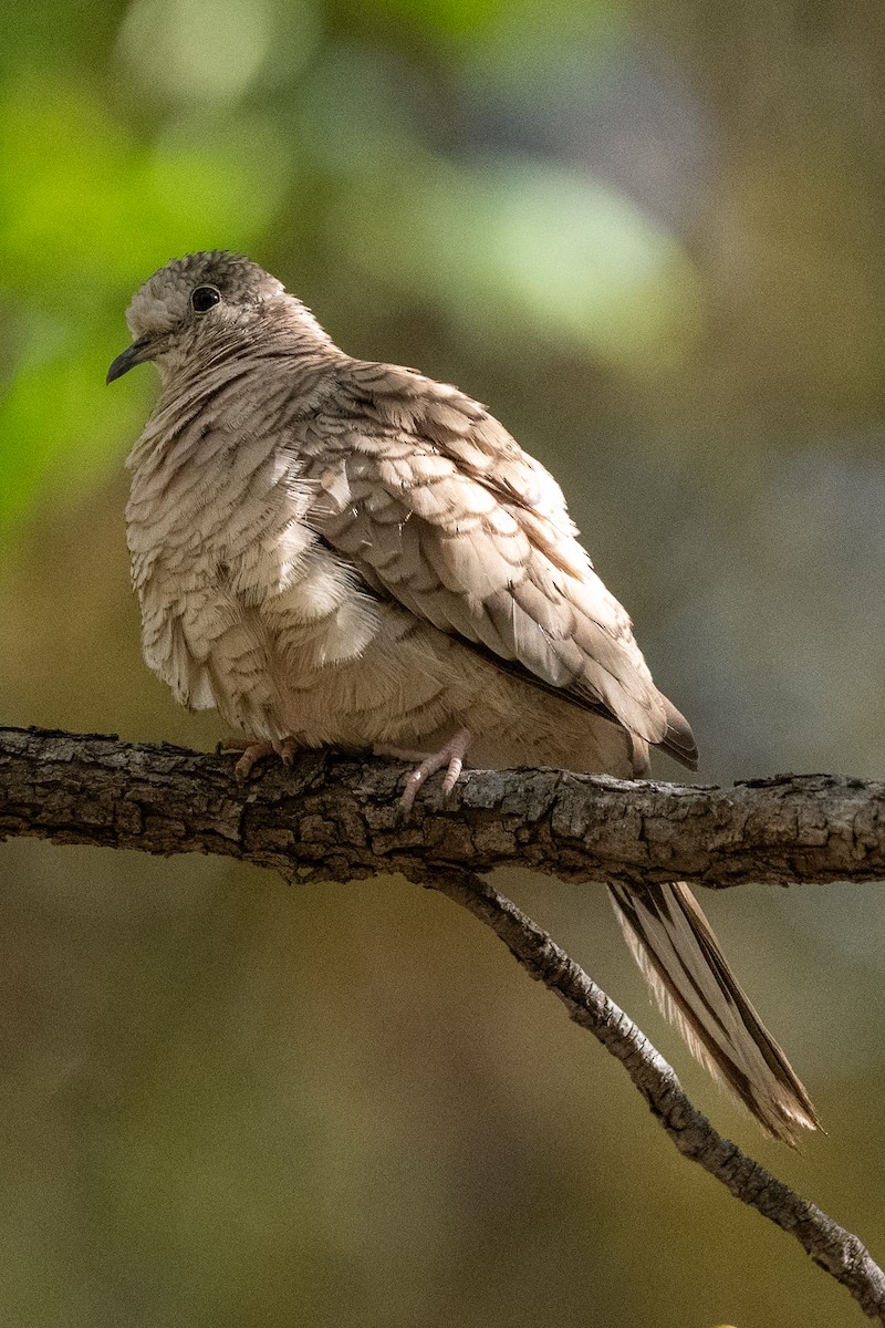 Inca Dove - Teresa Kopec