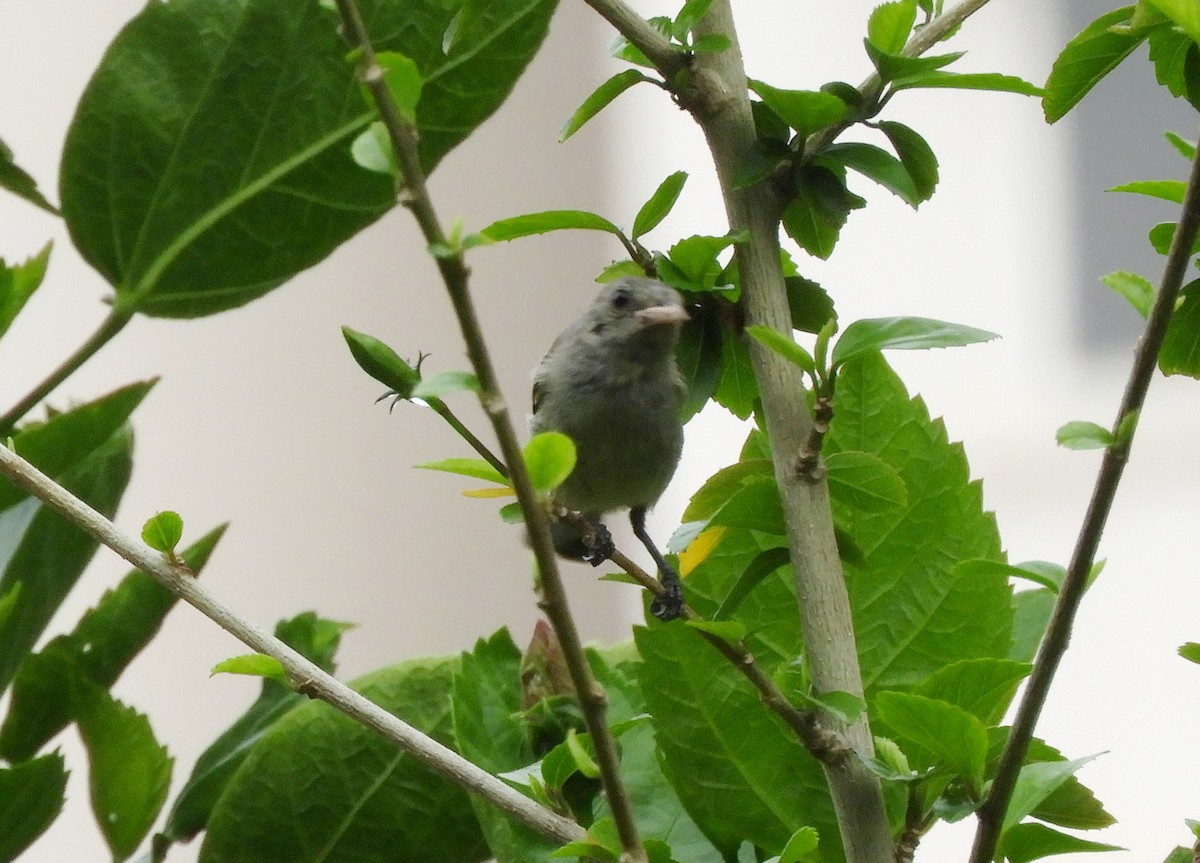 Pale-billed Flowerpecker - Manju Sinha