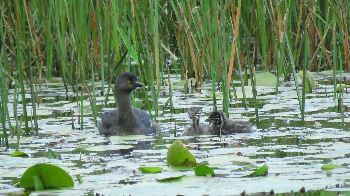 Least Grebe - ML619281017