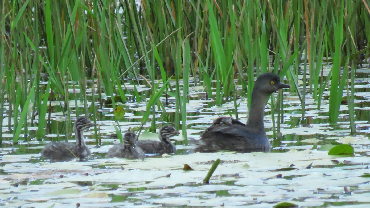 Least Grebe - ML619281020