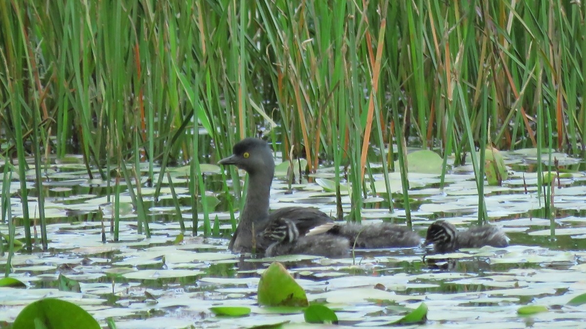 Least Grebe - ML619281034