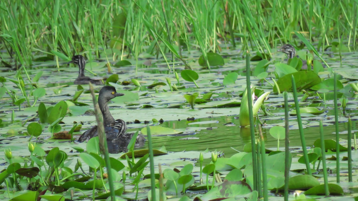 Least Grebe - ML619281036