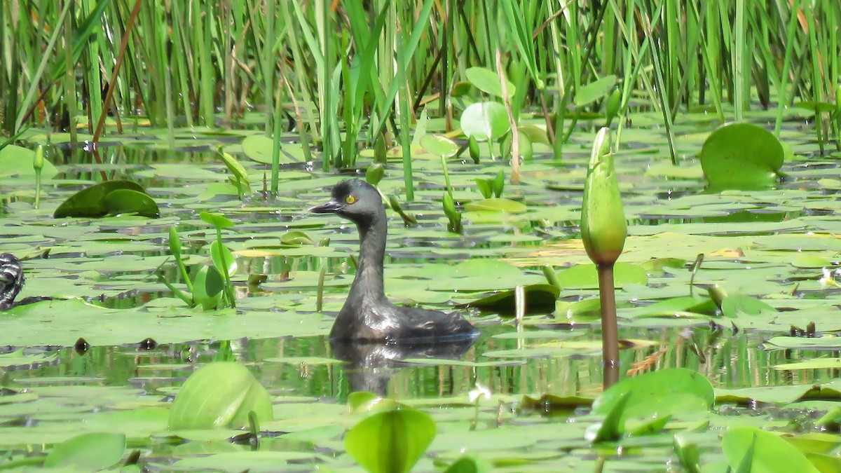 Least Grebe - ML619281038