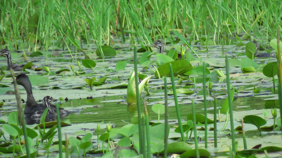 Least Grebe - ML619281039