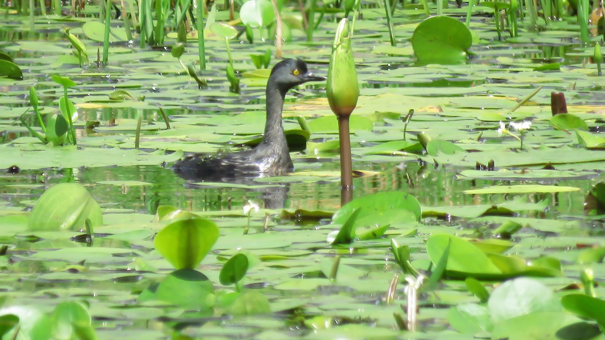 Least Grebe - ML619281041