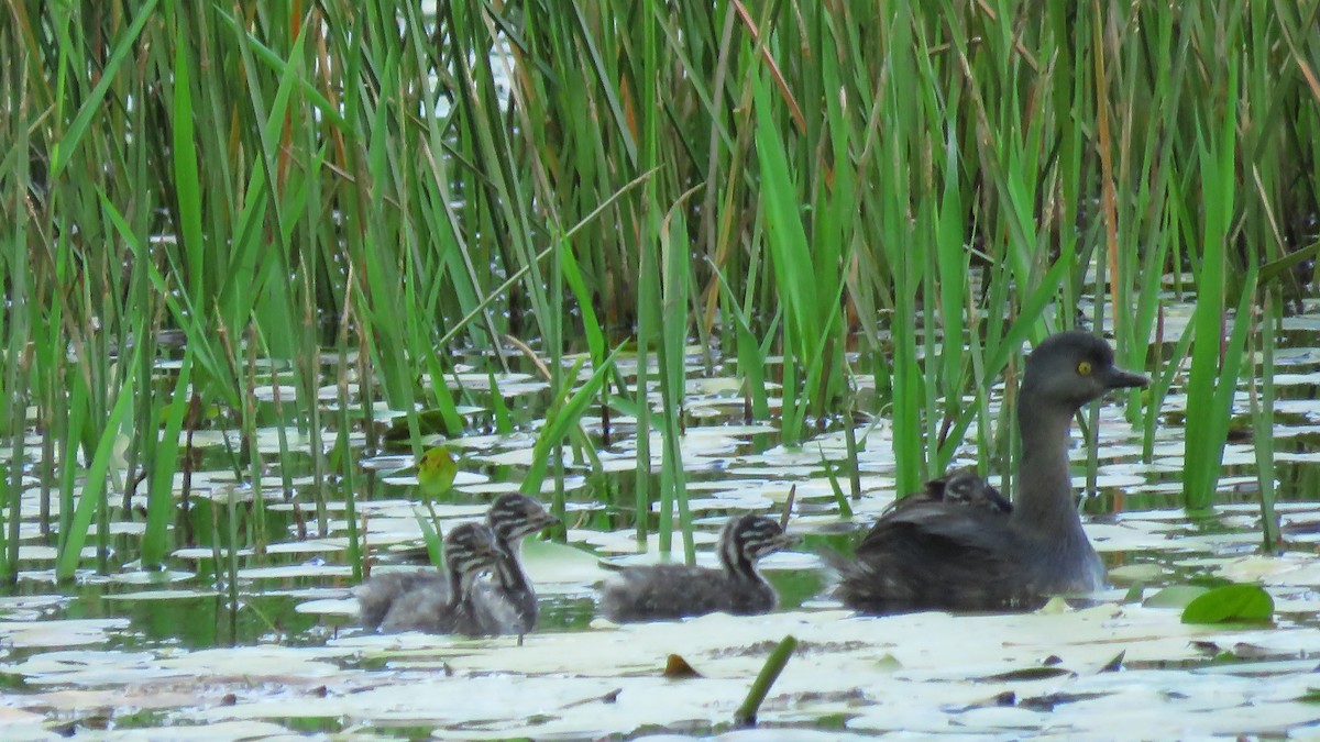 Least Grebe - ML619281043