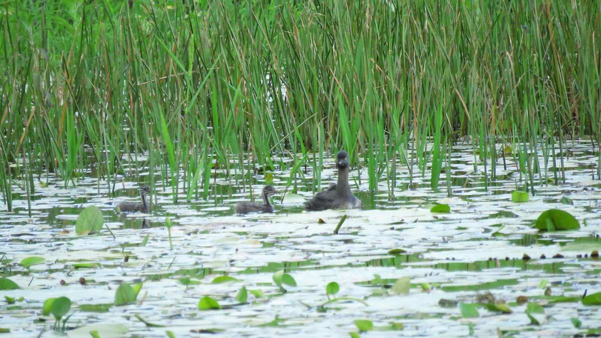 Least Grebe - ML619281045