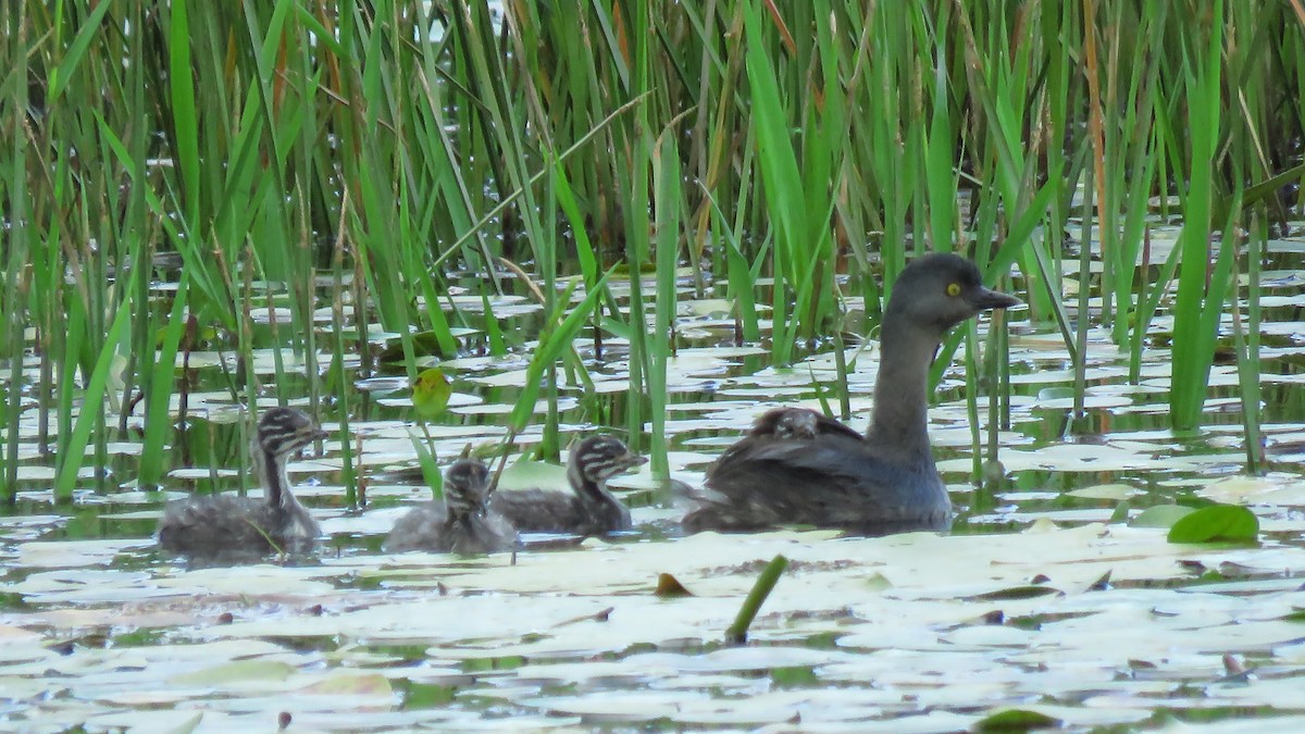 Least Grebe - ML619281048