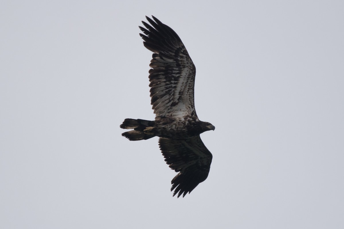 Bald Eagle - C  Thorn