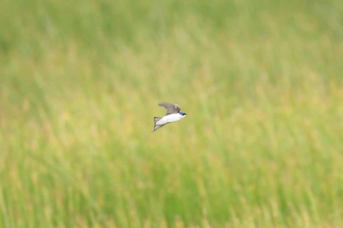 Tree Swallow - C  Thorn