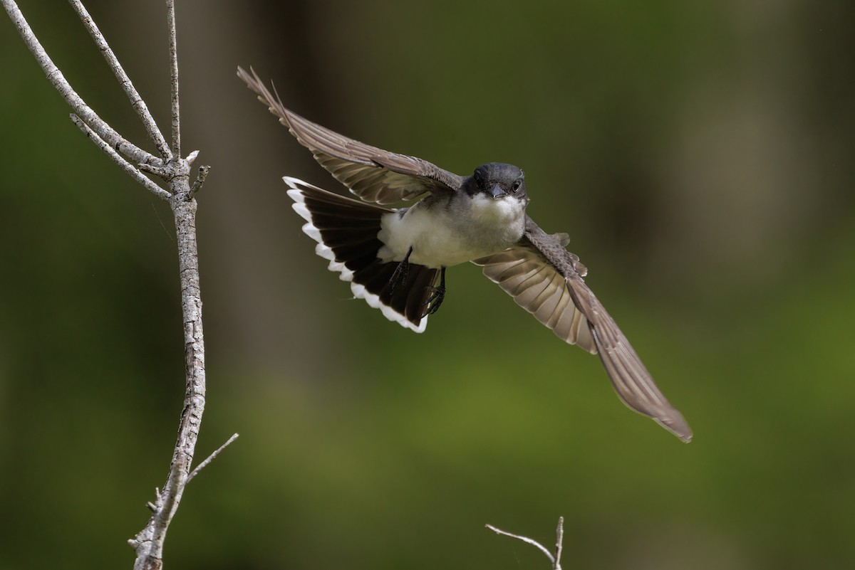 Eastern Kingbird - ML619281095